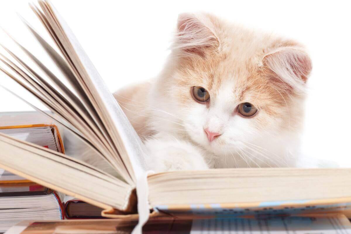 kitten with book